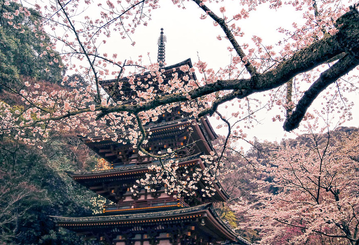世界に咲く桜 