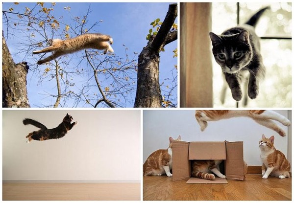 空中を飛行する可愛い猫たちの写真