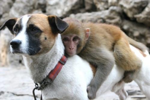 仲良しの動物カップルたちが可愛すぎる写真