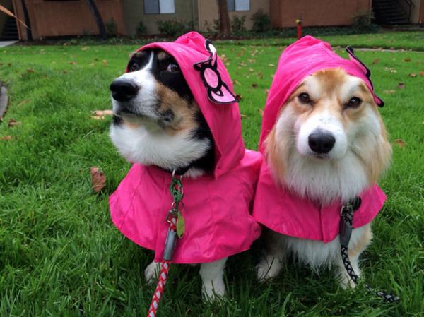 コーギー犬のやっぱり可愛い写真