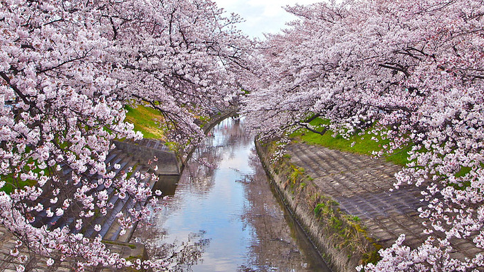 世界に咲く桜 
