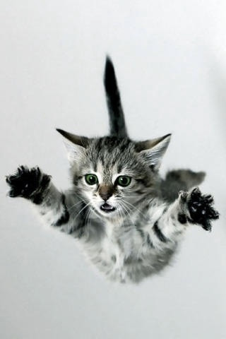 本当に可愛い猫の写真