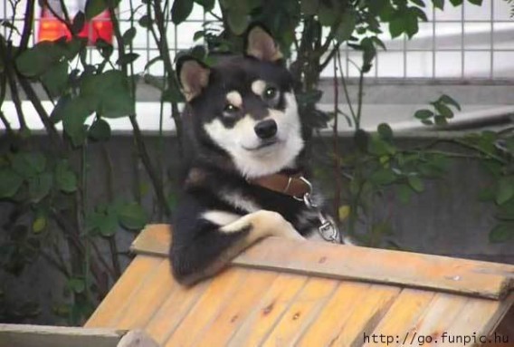 表情豊かすぎるハスキー、マラミュート犬の無敵な表情・ポーズ画像