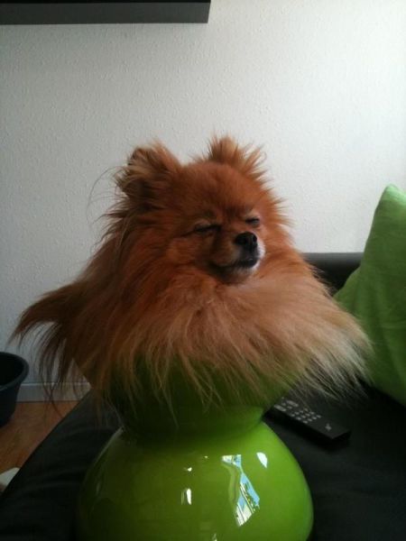 なんで動物ってこんなに可愛いんだろと思える写真