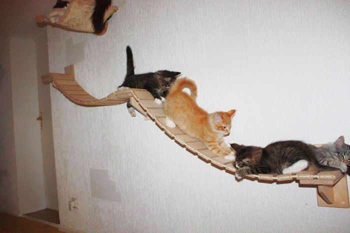 猫の遊び場の写真