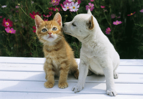 仲のよすぎる犬と猫 