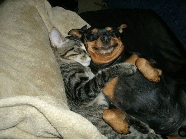 癒しの動物たちの写真