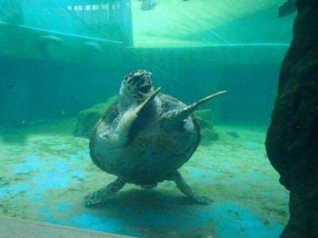 本当に可愛すぎる動物たちの写真