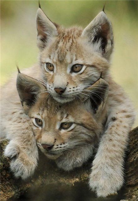可愛い動物たちの画像が集まった写真