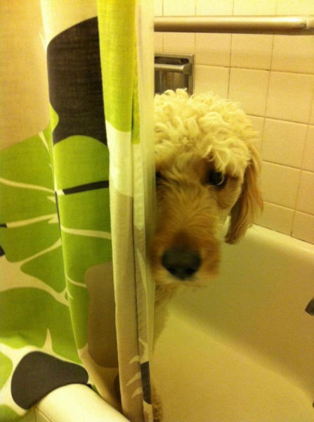 猫や犬の視線を感じる画像