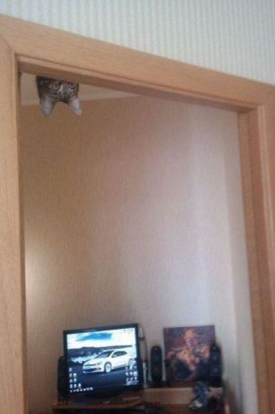 猫や犬の視線を感じる画像