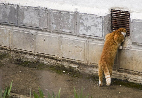 猫に狙われた完全ロックオンされた写真
