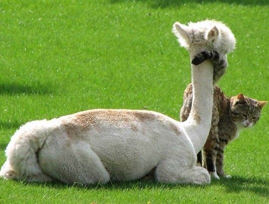 仲良しすぎるアルパカと猫が可愛すぎる写真