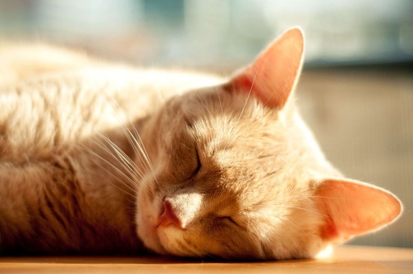 猫の寝顔がどうしてこんなに可愛いのかと思える写真