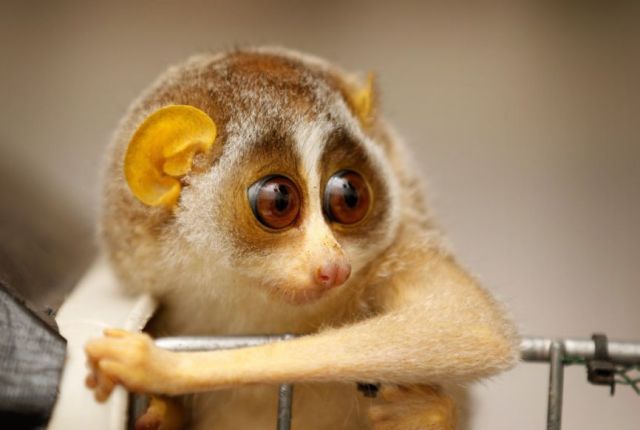 とてもキュートで可愛い動物の写真
