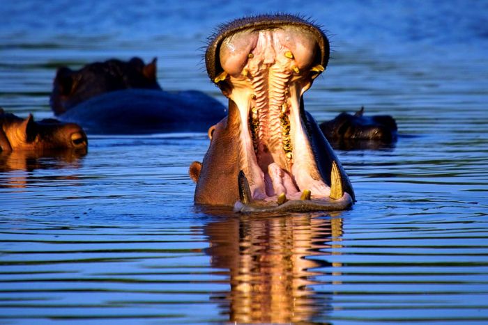 アフリカの野生動物たちの画像