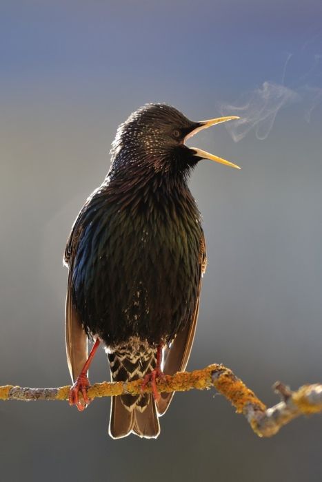 とても美しい鳥の写真