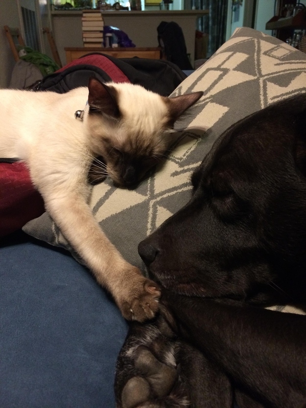仲のよすぎる犬と猫 