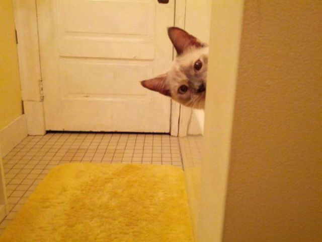 猫や犬の視線を感じる画像