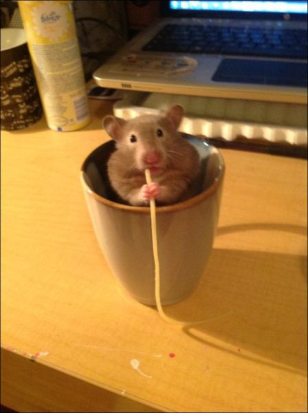 本当に可愛すぎる動物たちの写真
