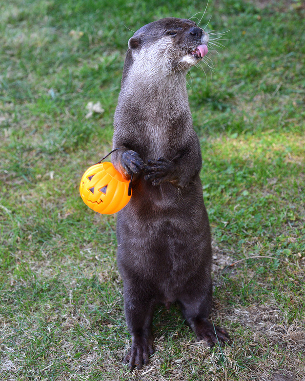 表情豊かなカワウソとラッコの写真