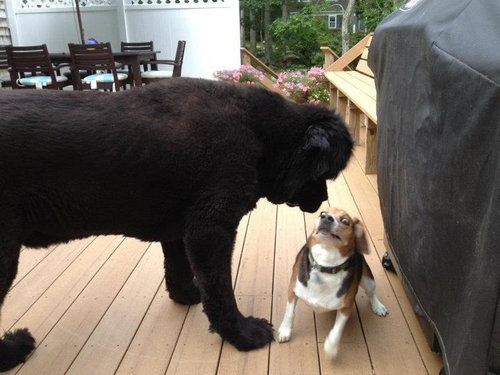 何かにおびえるキュートな動物たちの写真