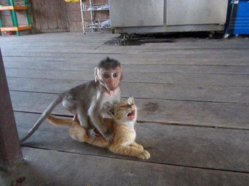 動物たちが秘密を見られてカメラに反応してる写真