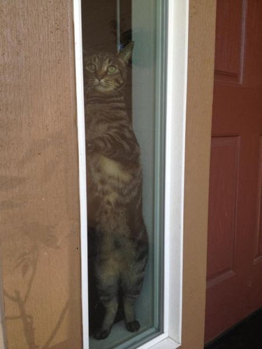 可愛い動物たちが立ち上がっていてワロタｗｗｗ写真