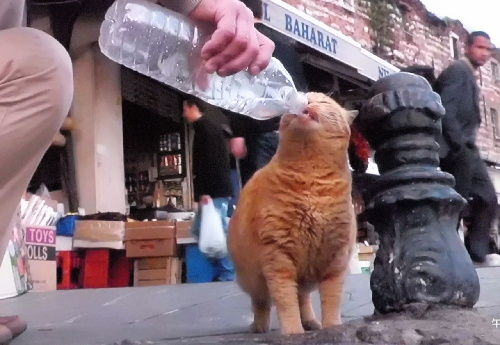 身震いするほど可愛い猫の画像