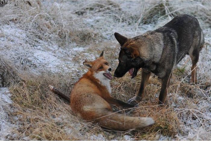 キツネと遊び友達の猟犬が仲良しの写真