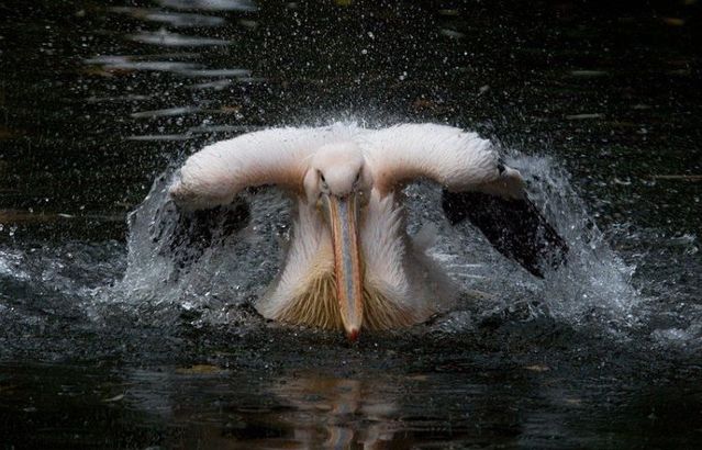 無茶苦茶かわいい動物たちに癒される写真