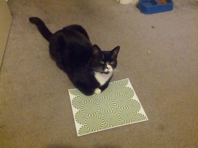 とてもキュートで可愛い動物の写真