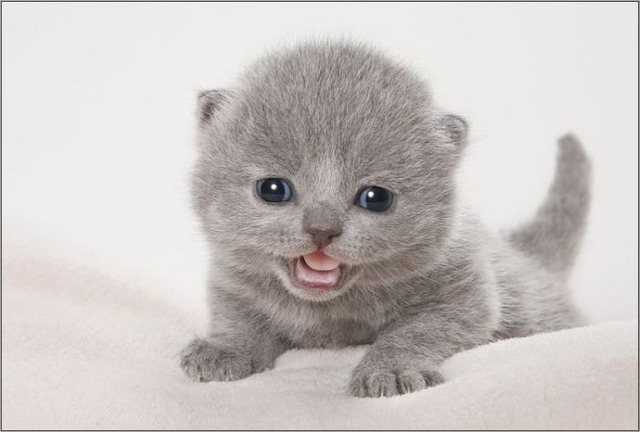 保存したくなる子猫の可愛すぎる写真