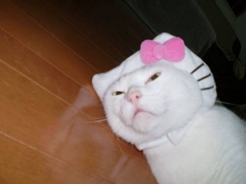 思わず爆笑する画像