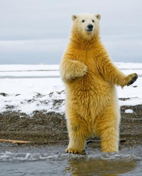 踊る自然のホッキョクグマの写真