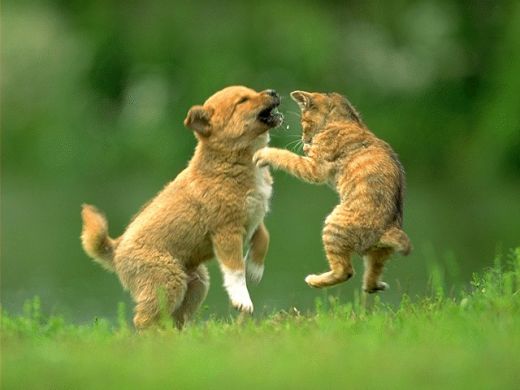 本当は仲良し？犬と猫が喧嘩している写真