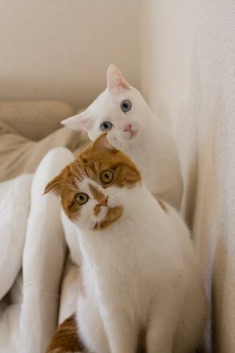 猫につられて首を傾けたら負け！
