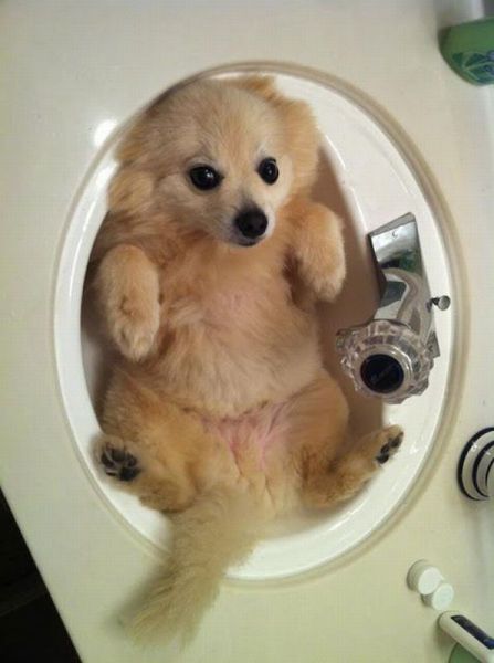 癒しの動物たちの写真