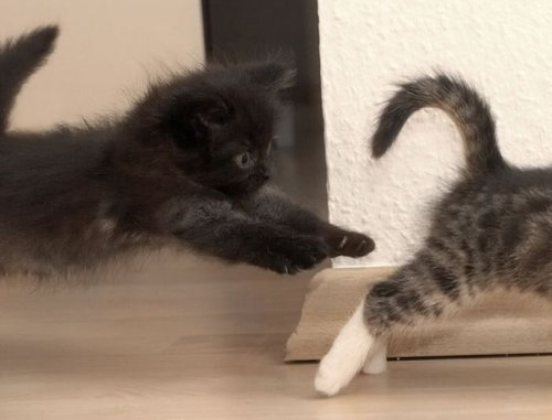 猫の不意打ちのテクニックの写真
