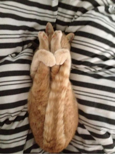 すごいポーズを決める動物たちの写真