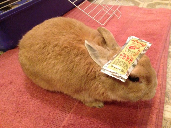 うちのウサギがおとなしいので頭にいろいろ乗せてみた写真