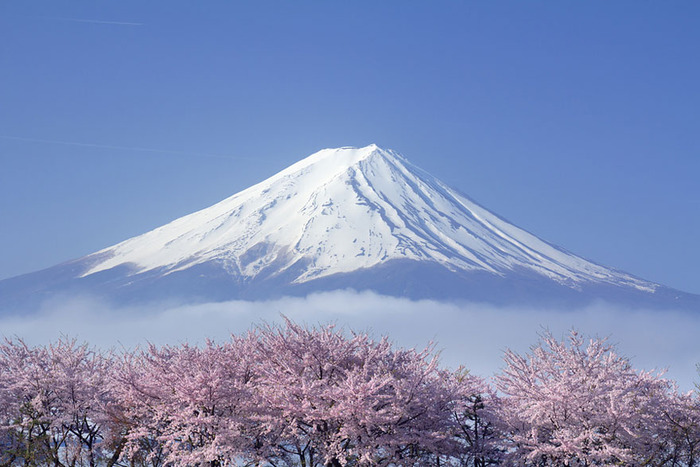 世界に咲く桜 