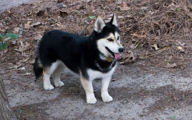 愛嬌ありすぎるミックス犬の写真