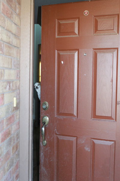 猫や犬の視線を感じる画像