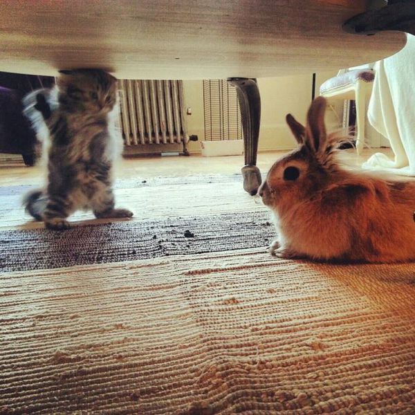 見ているだけで興奮してくる可愛い動物の画像