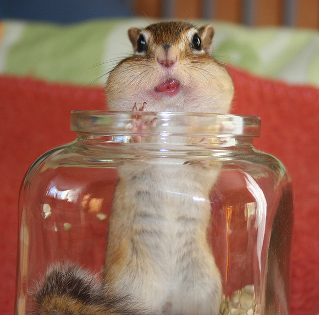 食欲のとどまるところを知らないシマリス