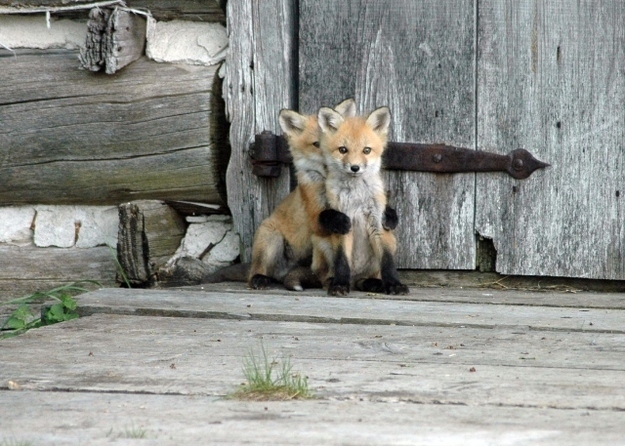 かくれんぼする動物が可愛すぎる写真