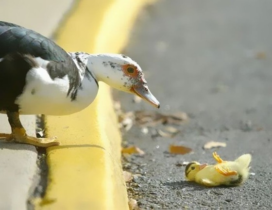 良くこんな画像を撮影したなという動物の写真