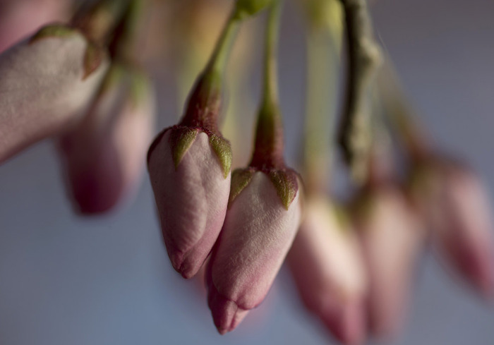 世界に咲く桜 