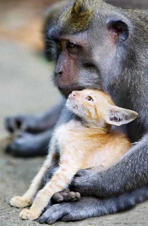 仲良しの動物カップルたちが可愛すぎる写真